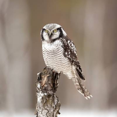 Northern hawk-owl