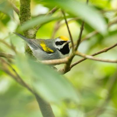 Golden-winged warbler