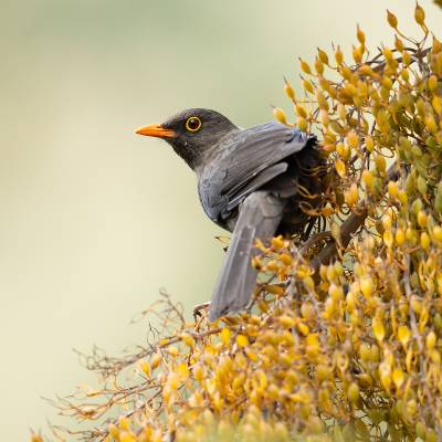 Great thrush