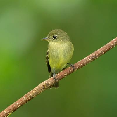 Yellow-bellied flycatcher