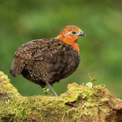 Chestnut wood quail