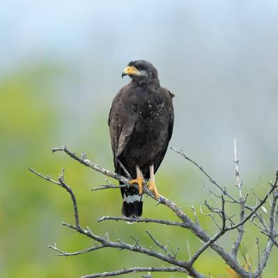 Cuban black hawk
