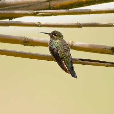 Ecuadorian hillstar