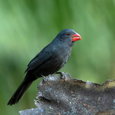 Slate-coloured grosbeak