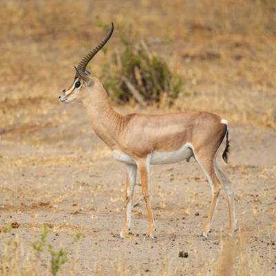Grant's gazelle