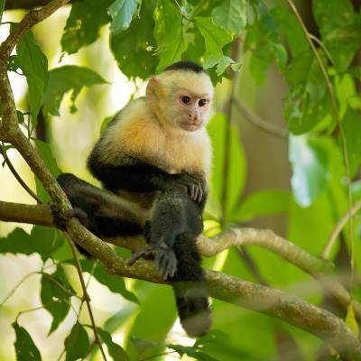 Colombian white-faced capuchin