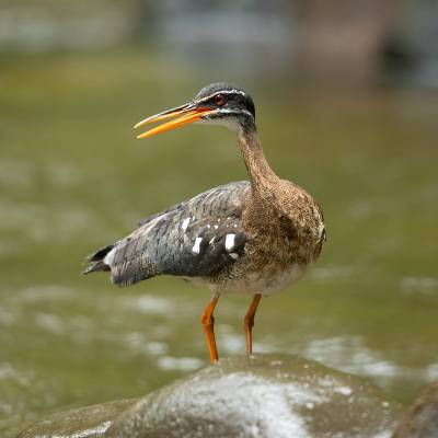 Sunbittern