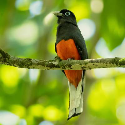 Baird's trogon