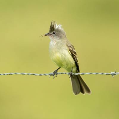 Yellow-bellied elaenia