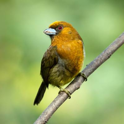 Prong-billed barbet