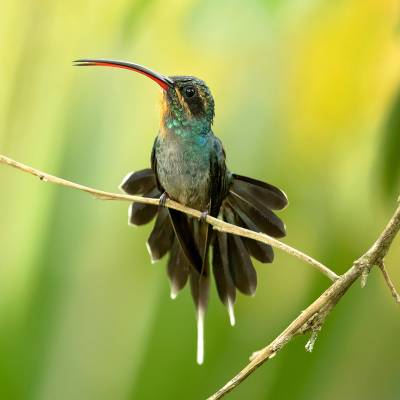Green hermit