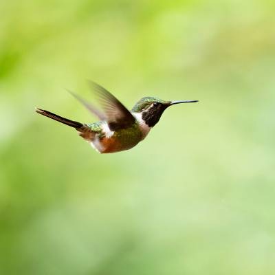 Magenta-throated woodstar