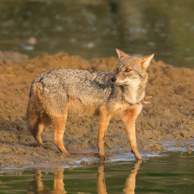 Golden jackal