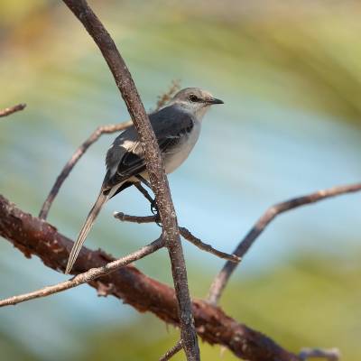 Northern mockingbird
