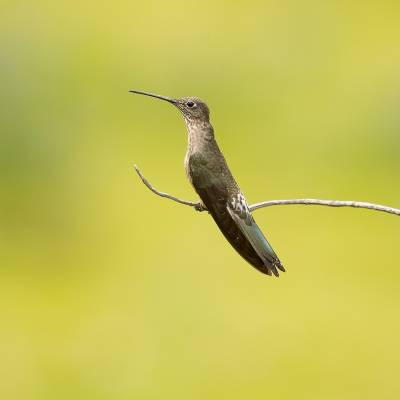 Southern giant hummingbird