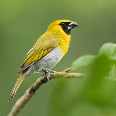 Black-faced grosbeak