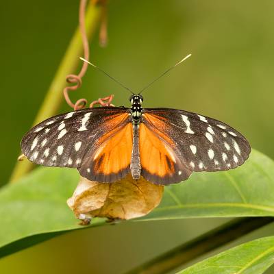 Tiger longwing
