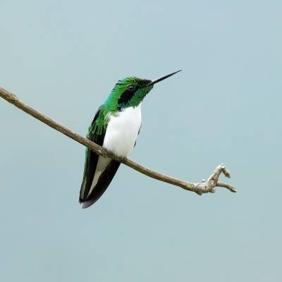 Black-eared fairy