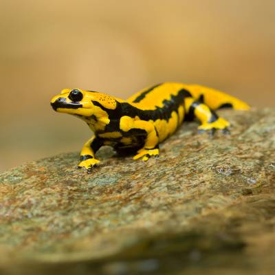 Fire salamander