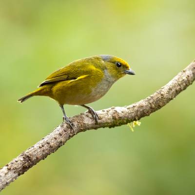 Bronze-green euphonia