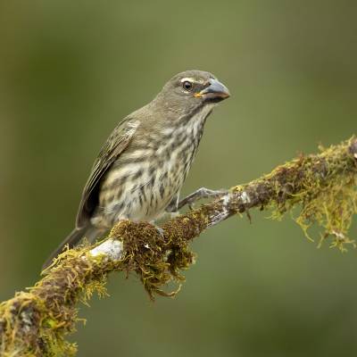 Streaked saltator