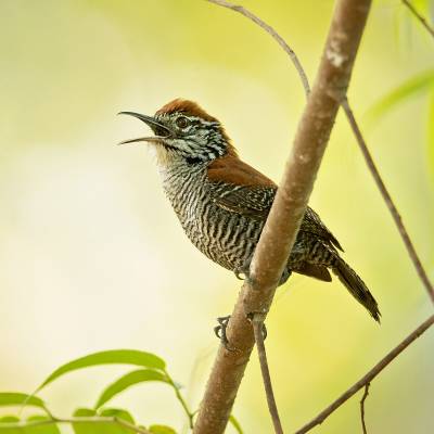 Riverside wren