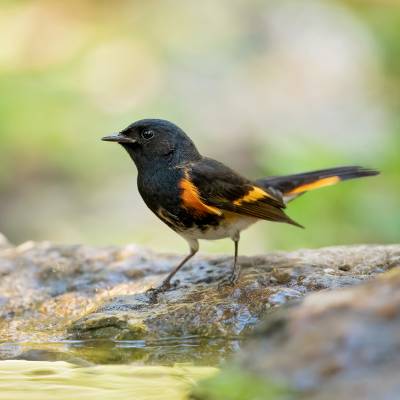American redstart