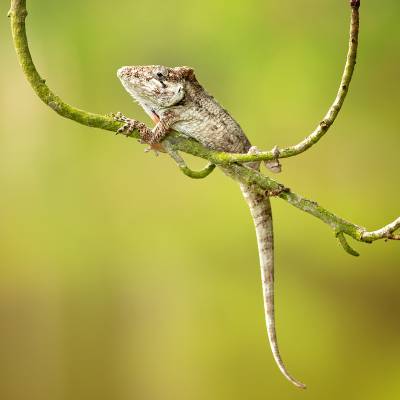 Western bearded anole