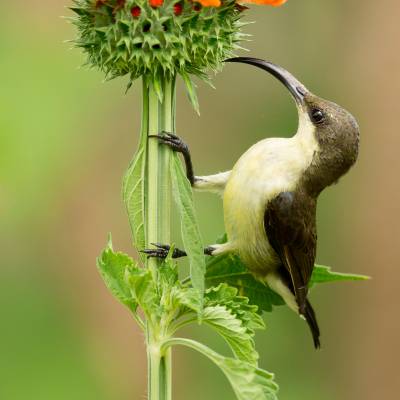 Loten's sunbird