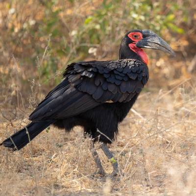 Southern ground hornbill