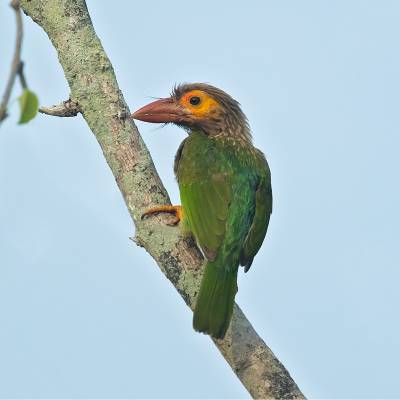 Brown-headed barbet