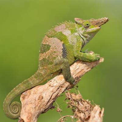 Fischer's chameleon