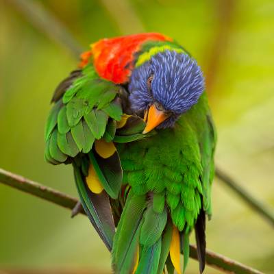 Coconut lorikeet