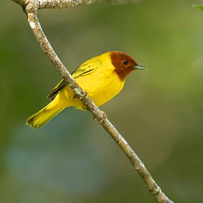 Mangrove yellow warbler