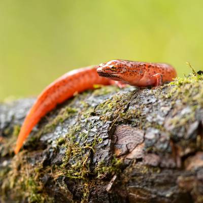 Red salamander