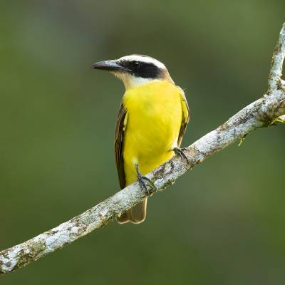 Boat-billed flycatcher