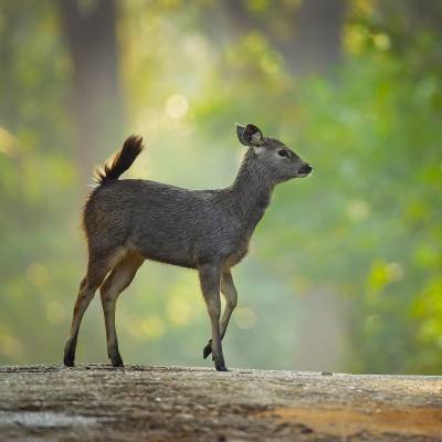 Sambar deer