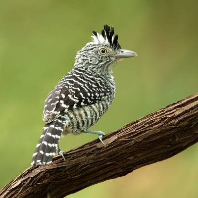 Barred antshrike
