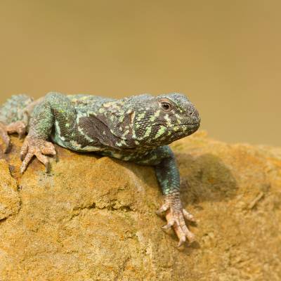 Ornate mastigure