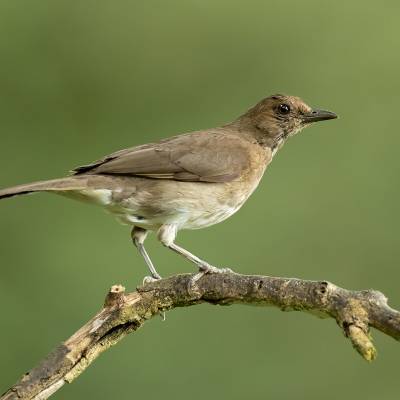 Black-billed thrush