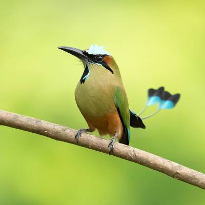Turquoise-browed motmot