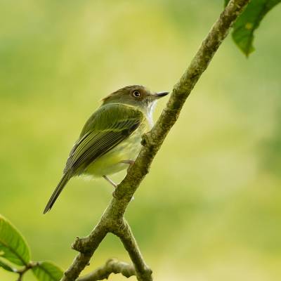 Scale-crested pygmy tyrant