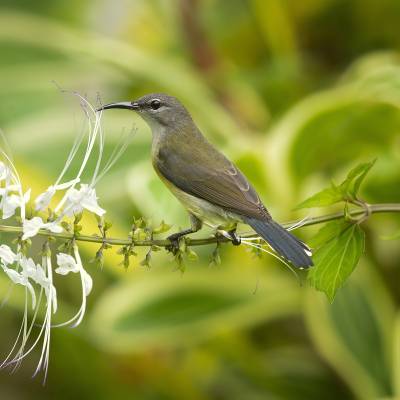 Grey sunbird
