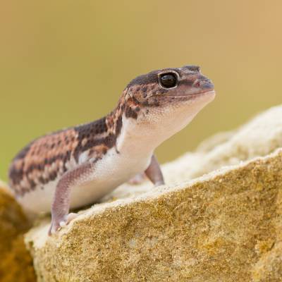 African fat-tailed gecko