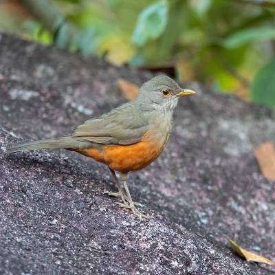 Rufous-bellied thrush