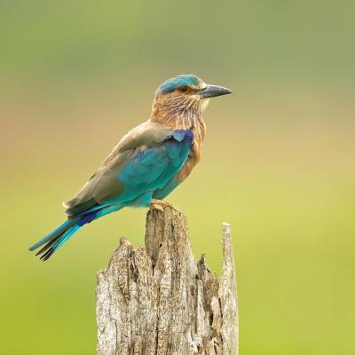 Indian roller
