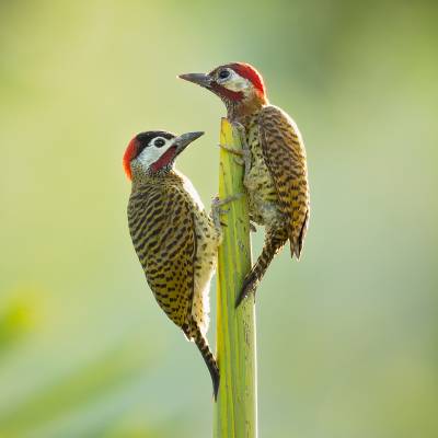 Spot-breasted woodpecker