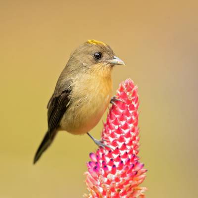 Black-goggled tanager