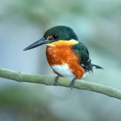 American pygmy kingfisher