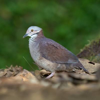 Lined quail-dove